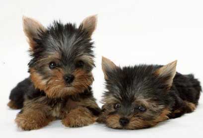 給狗美容不要忘了耳螨